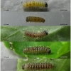arg paphia larva1 volg